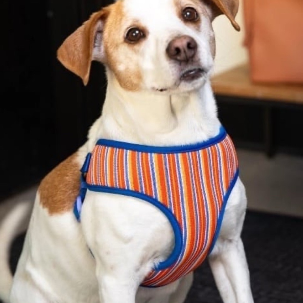 Striped Orange and Blue Dog Harness S